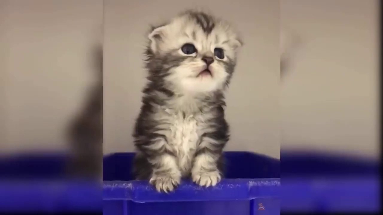 Cute and Funny Baby Cats Video
