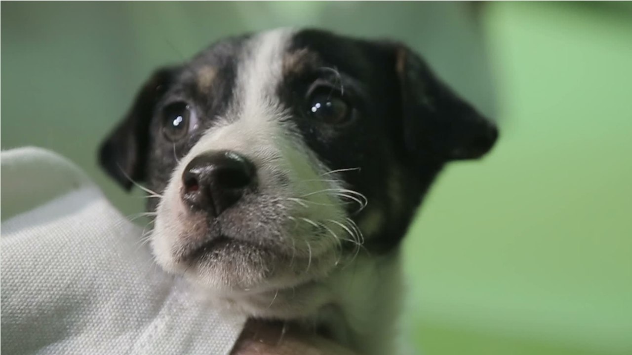 A dog used as 'cash cow' was dumped in a shopping cart by a pet store (VIDEO)
