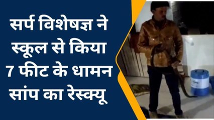 भैंसदेही:स्कूल के अंदर निकला 7 फीट का धामन सांप ,सर्पमित्र ने किया सुरक्षित रेस्क्यू
