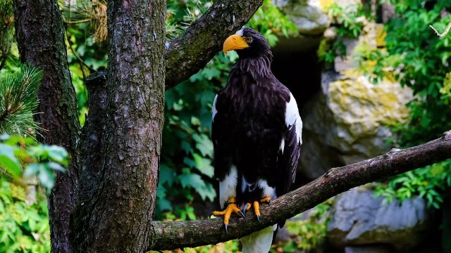 Penampakan Burung Rajawali Langka Hampir Punah