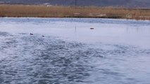 Dünyada soyu azalan elmabaş ördeği, kışı Ağrı Dağı'nın eteğinde geçiriyor