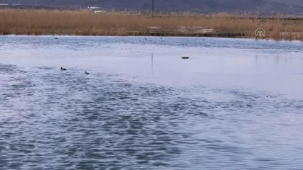Dünyada soyu azalan elmabaş ördeği, kışı Ağrı Dağı'nın eteğinde geçiriyor