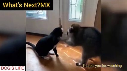 what a rumble, cat vs racoon