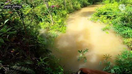 RAPALA SHADRAP sampai hancur  Mancing hampala besar di kalimantan tengah