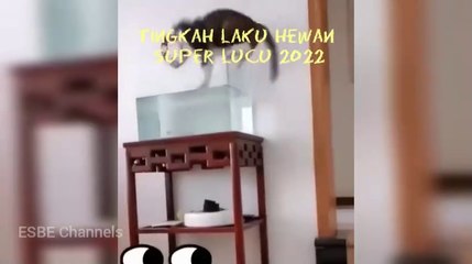 Tingkah Laku Hewan Super Lucu 2022