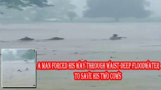 A man forced his way through waist-deep floodwater to save his two cows |  SINUONG ANG BAHA!