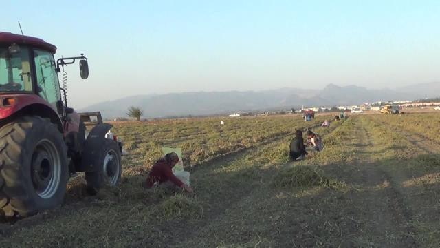 Kadirlili Çiftçi: Fıstık Altından Kıymetli. Amele Tutup Tek Tek Toplatıyoruz