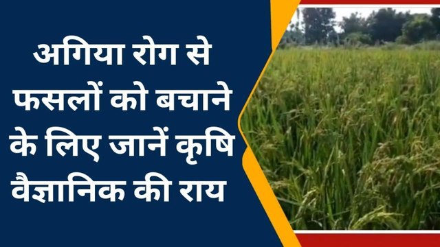 बस्ती: अगिया रोग की चपेट में धान की फसल, किसानों की बढ़ी चिंता