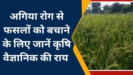 बस्ती: अगिया रोग की चपेट में धान की फसल, किसानों की बढ़ी चिंता