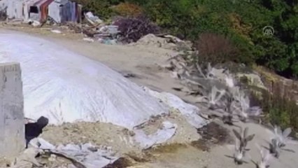 Kurdun kaz sürüsüne saldırısı kameraya yansıdı