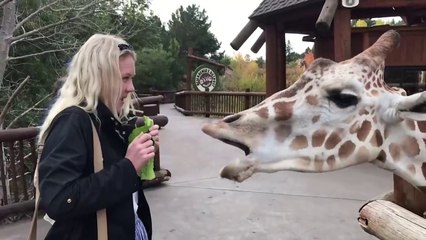 TRY NOT TO LAUGH - Baby Shark Doo Doo #2 _ Funny Videos (1)