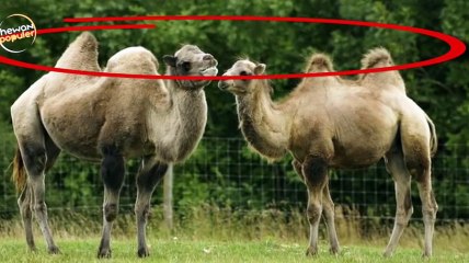 10 fakta menakjubkan hewan unta