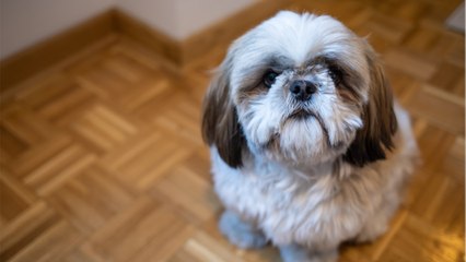 This sweet new mama dog was dumped on the streets in pain and lost an eye