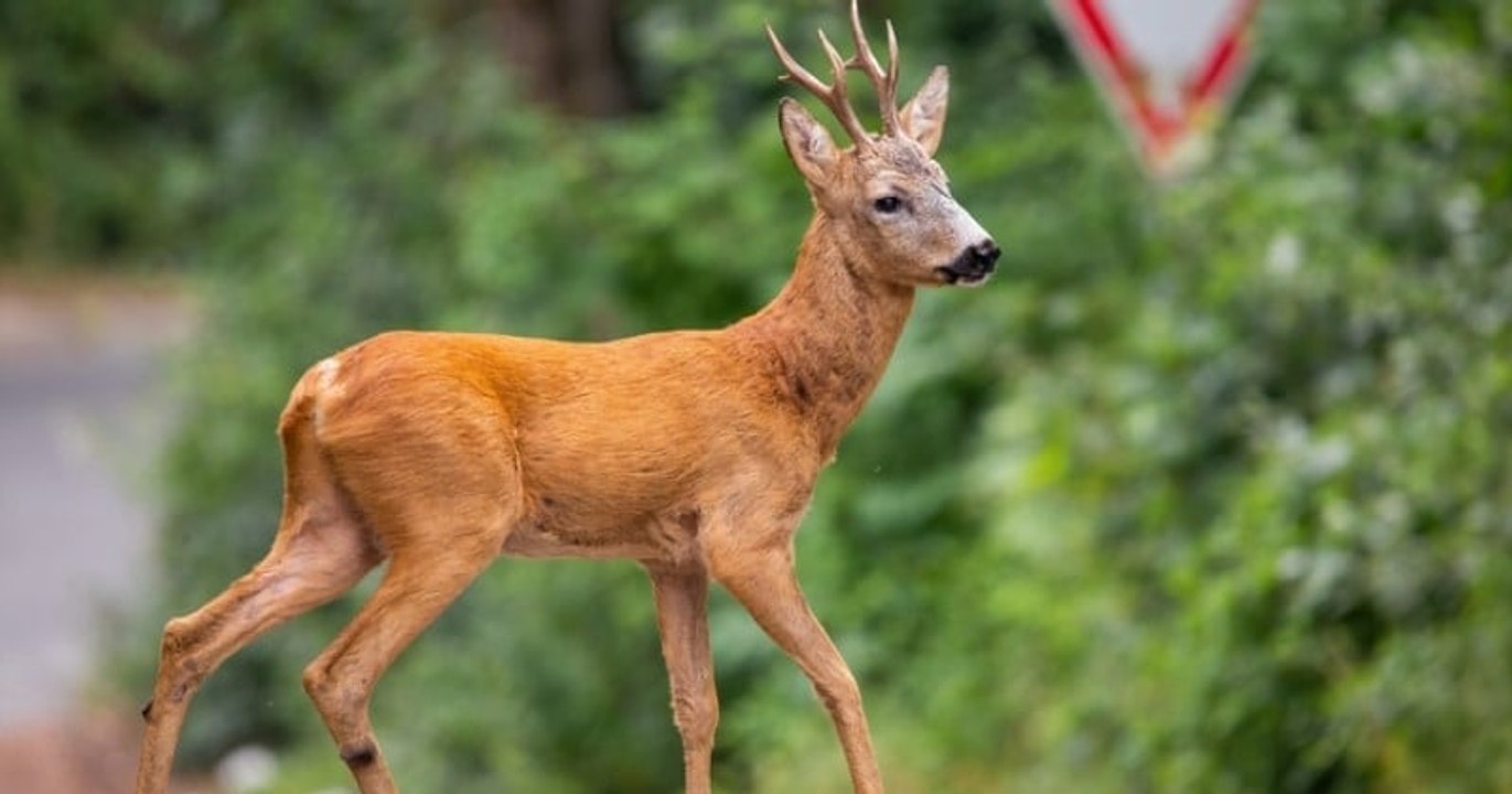 Un chevreuil s'enfuit lors d'une partie de chasse et se retrouve désorienté dans un village