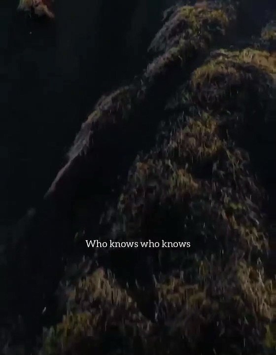 Who knows
