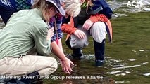 Manning River turtle release  _ Manning River Times _20.10.22