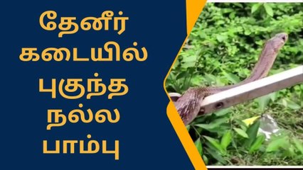 செஞ்சி தேநீர் கடைக்குள் புகுந்த நல்ல பாம்பு!