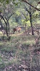 पर्यटकों को भायी रिद्धी की अठखेलियां