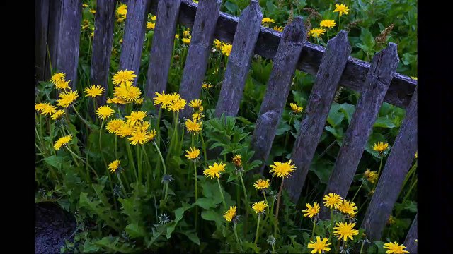 Será que Deus me ama (Salmo 145.7-9) Meditação Pr João Alves - Vila Velha-ES (01nov22)
