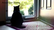 Significados Reais Por Trás De 9 Comportamentos Estranhos De Gatos _ Explicado