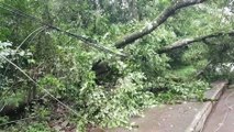 Árvore cai e arranca fiação elétrica na Região do Lago, em Cascavel