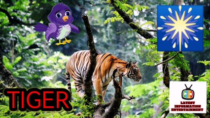 Introduction of tiger by bird for kids in jungle