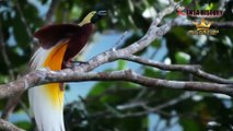 Kicauan Burung Merdu di Hutan Indonesia