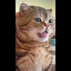 coba tahan tawa Funniest Cats