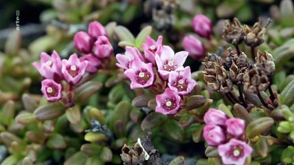 Polartag-Polarnacht - Skandinaviens Wildnis Staffel 1 Folge 1 HD Deutsch