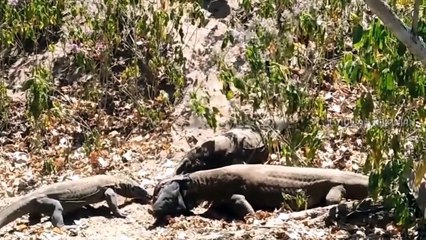 Komodo dragons when they prey on their prey