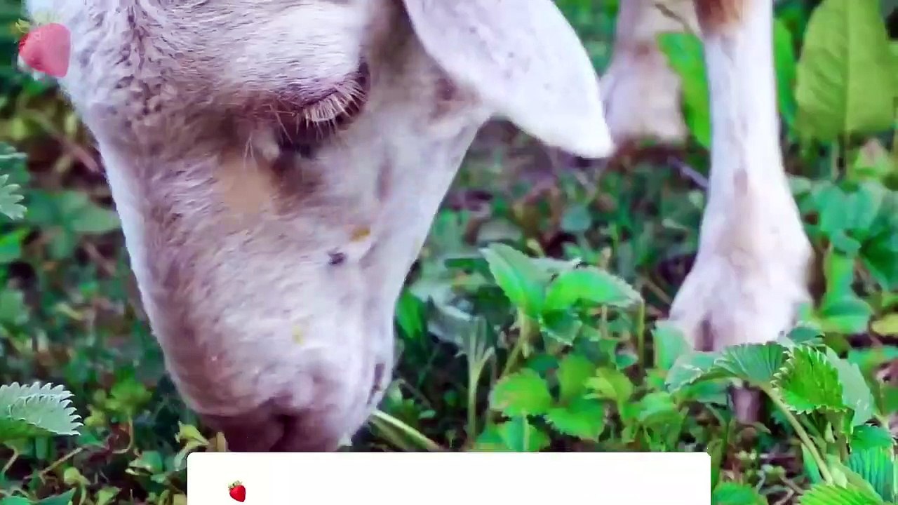 Cute Animal : Cat, Dog,Cow, Monkey - real animal sound