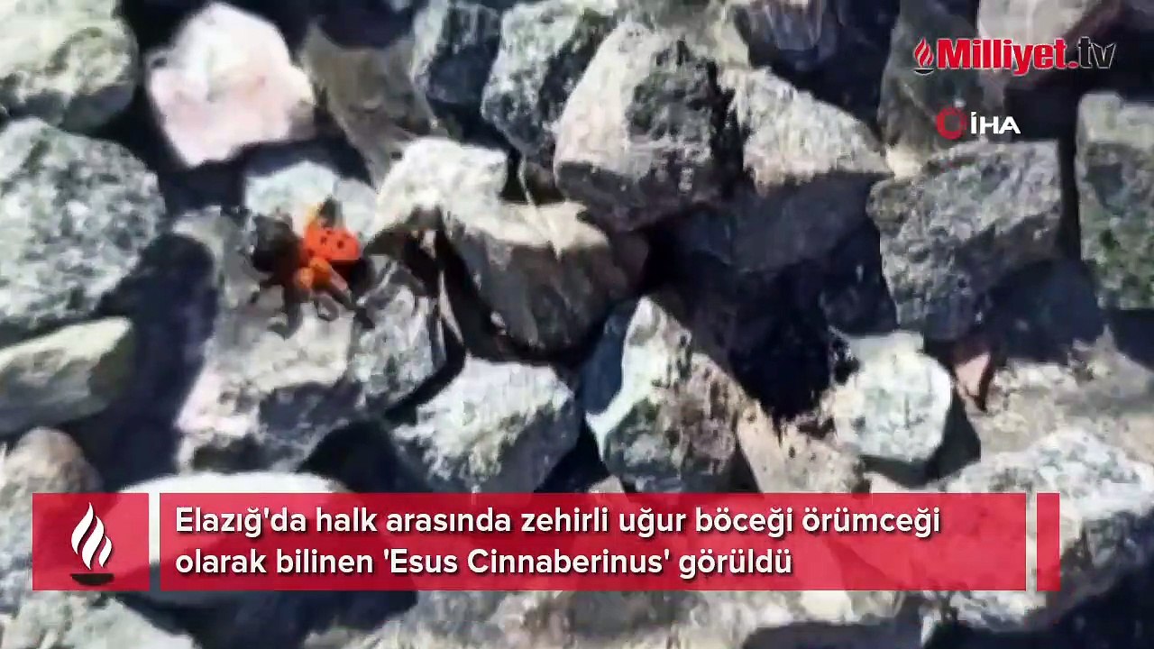 Elazığ’da zehirli uğur böceği görüntülendi