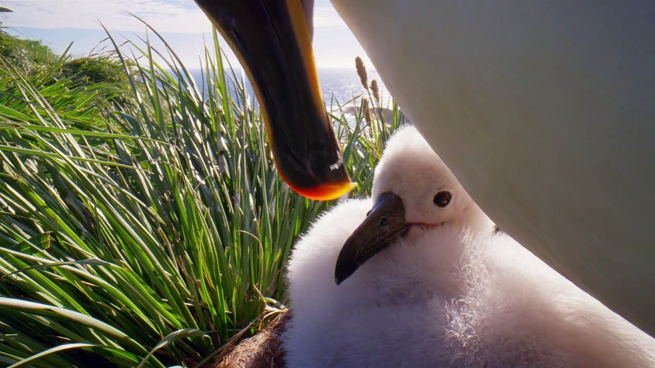 Sieben Kontinente - Ein Planet Staffel 1 Folge 1 HD Deutsch