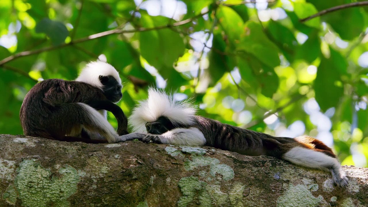 Sieben Kontinente - Ein Planet Staffel 1 Folge 3 HD Deutsch