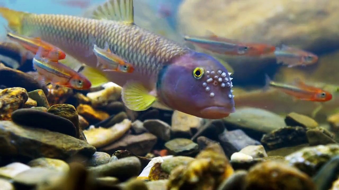 Sieben Kontinente - Ein Planet Staffel 1 Folge 6 HD Deutsch