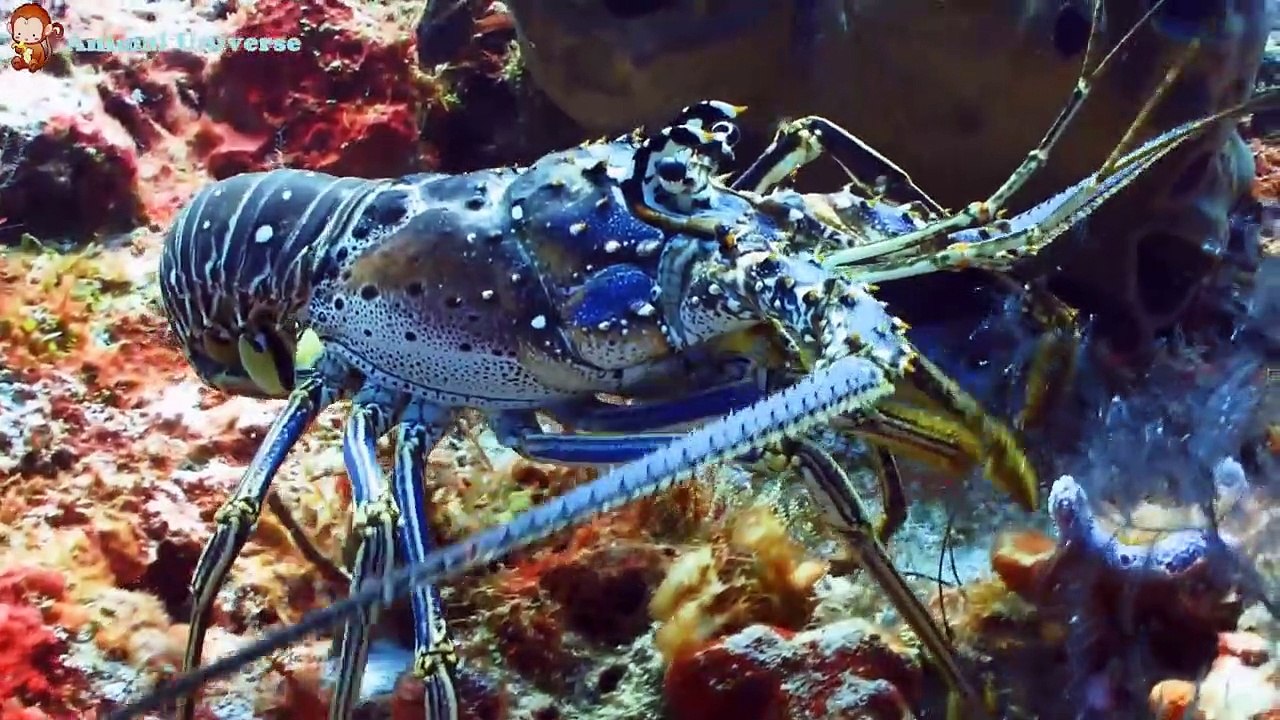 Animals are familiar with relaxing sounds learn about the animal world of cows monkeys...