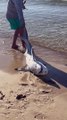 Releasing a Caught Shark Back into the Ocean