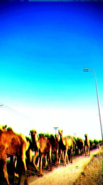 mengenal hewan unta dan suaranya sangat lucu