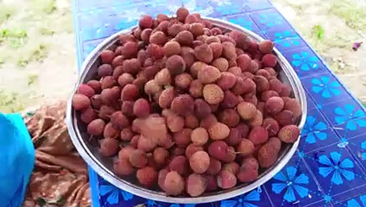 Tui Tui Funny Video tui tui best comedytui tui Funnytui tui Must Watch Special new video_v240P