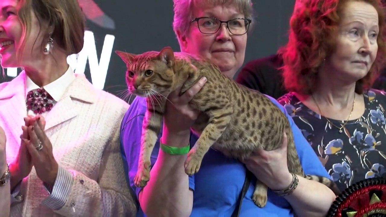 Stelldichein der weltschönsten katzen in belgien