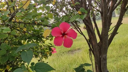 Wonder Flower | Nature's Photography| Natural Beauty #Featured #trending