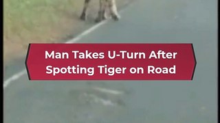 Man Takes U-Turn After Spotting Tiger on Road