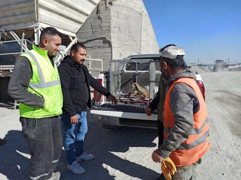 Iğdır'da soğuktan etkilenen tilki tedavisinin ardından doğaya salındı