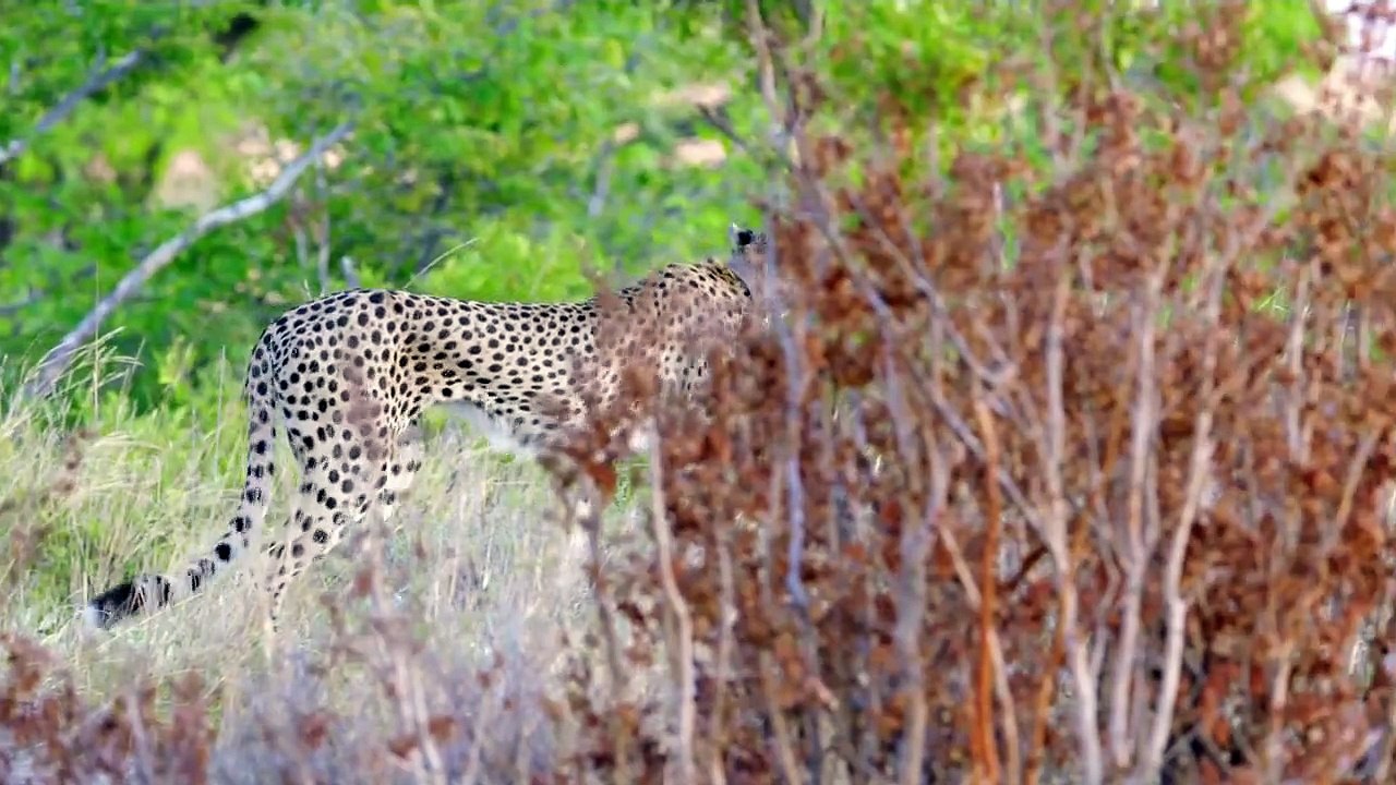 Geschichten aus Sambia Staffel 1 Folge 3 HD Deutsch