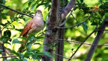 Suara kicauan burung unik di habitat alam liar