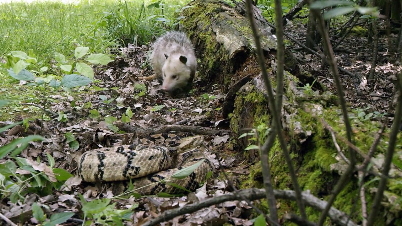 Wildes Amerika  (2018) Staffel 3 Folge 5 HD Deutsch