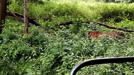 दो बाघों के बीच वर्चस्व की जंग