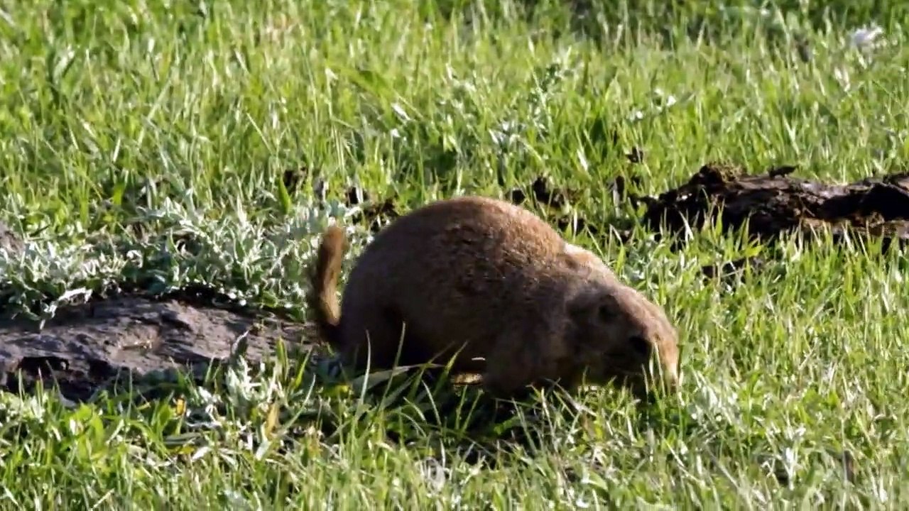 Wildes Amerika  (2018) Staffel 3 Folge 2 HD Deutsch