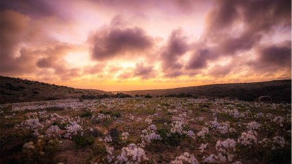 La floraison surprise du désert de l'Atacama au Chili