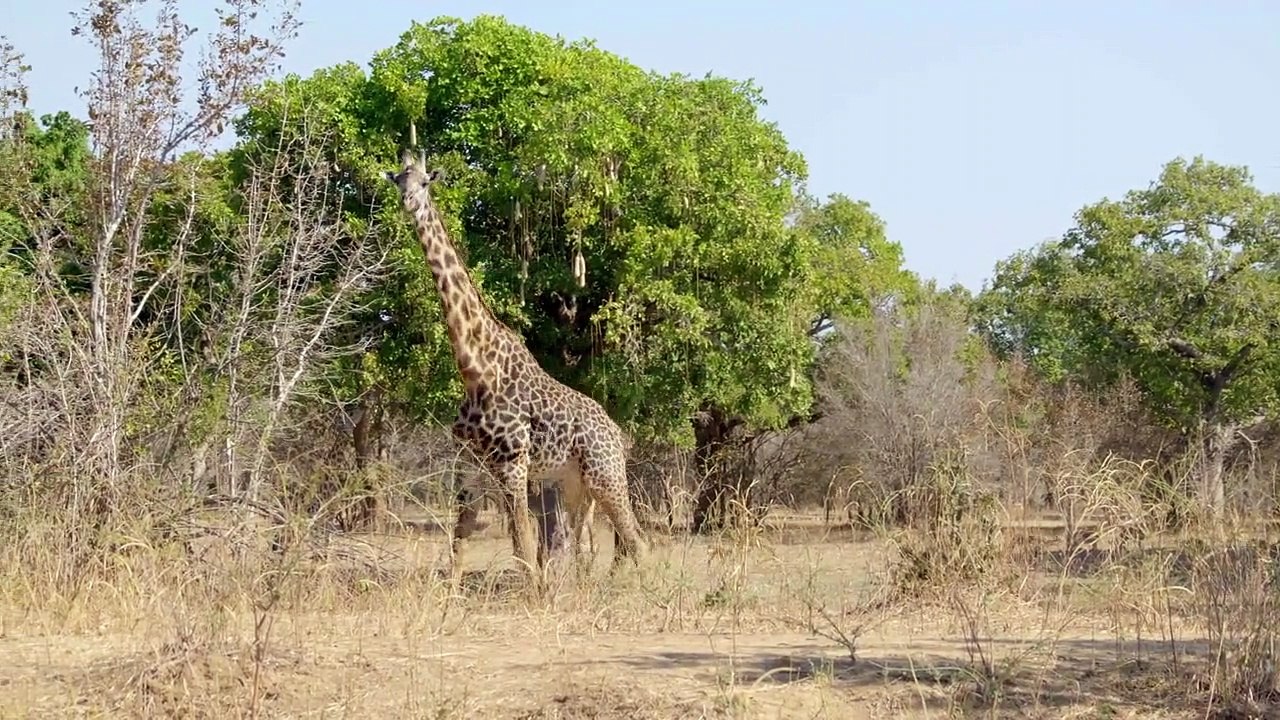 Geschichten aus sambia staffel 1 folge 2 hd deutsch